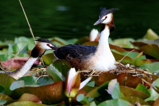 Haubentaucher - Podiceps cristatus NSG See am Goldberg Heusenstamm 2016