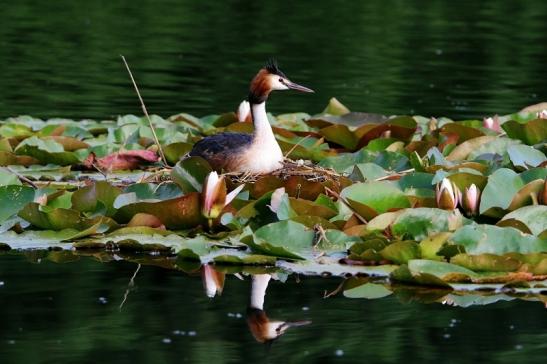 Haubentaucher - Podiceps cristatus NSG See am Goldberg Heusenstamm 2016