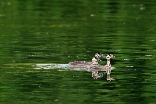 Haubentaucher - Podiceps cristatus NSG See am Goldberg Heusenstamm 2016