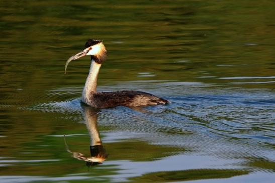 Haubentaucher - Podiceps cristatus NSG See am Goldberg Heusenstamm 2016