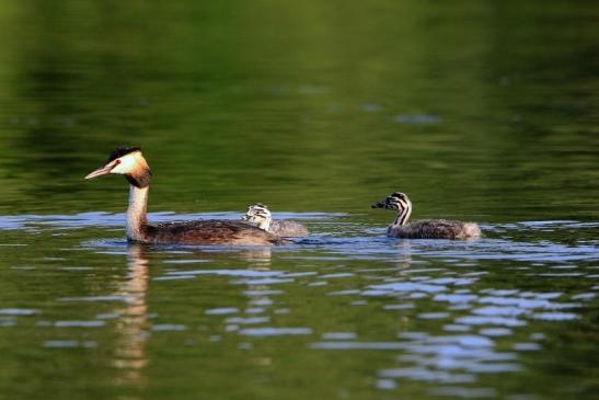 Haubentaucher - Podiceps cristatus NSG See am Goldberg Heusenstamm 2016