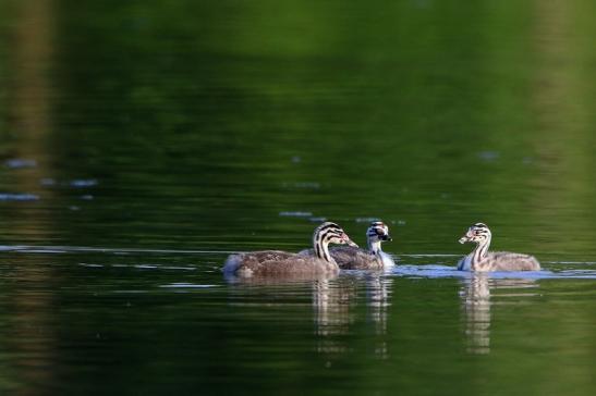 Haubentaucher - Podiceps cristatus NSG See am Goldberg Heusenstamm 2016