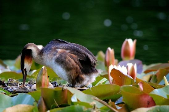 Haubentaucher - Podiceps cristatus NSG See am Goldberg Heusenstamm 2016