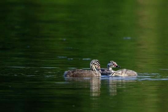 Haubentaucher - Podiceps cristatus NSG See am Goldberg Heusenstamm 2016