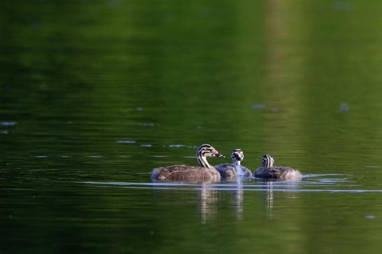 Haubentaucher - Podiceps cristatus NSG See am Goldberg Heusenstamm 2016