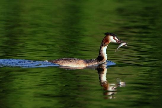 Haubentaucher - Podiceps cristatus NSG See am Goldberg Heusenstamm 2016