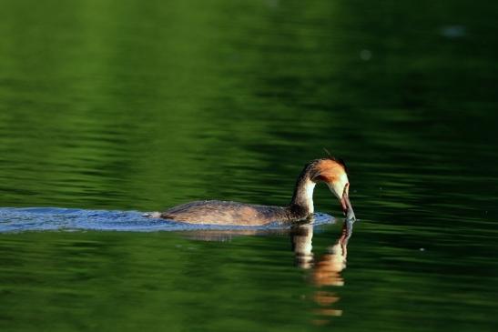 Haubentaucher - Podiceps cristatus NSG See am Goldberg Heusenstamm 2016