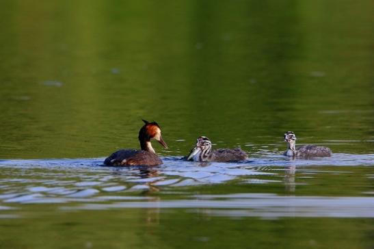 Haubentaucher - Podiceps cristatus NSG See am Goldberg Heusenstamm 2016