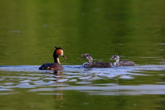 Haubentaucher - Podiceps cristatus NSG See am Goldberg Heusenstamm 2016