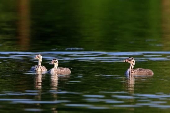 Haubentaucher - Podiceps cristatus NSG See am Goldberg Heusenstamm 2016