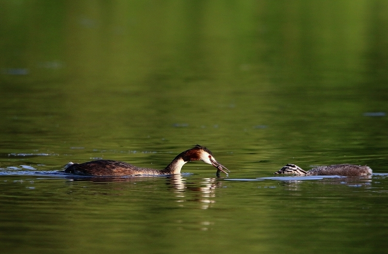 Haubentaucher - Podiceps cristatus NSG See am Goldberg Heusenstamm 2016