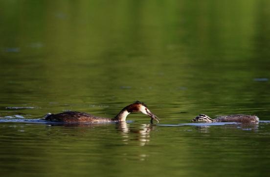 Haubentaucher - Podiceps cristatus NSG See am Goldberg Heusenstamm 2016