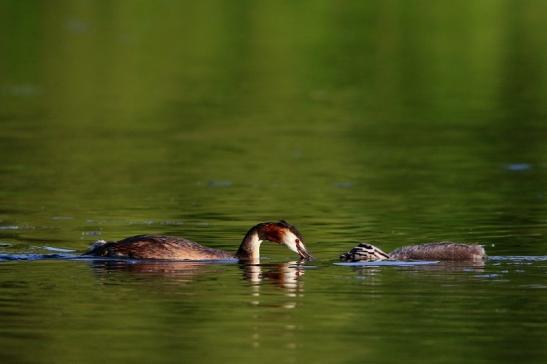 Haubentaucher - Podiceps cristatus NSG See am Goldberg Heusenstamm 2016