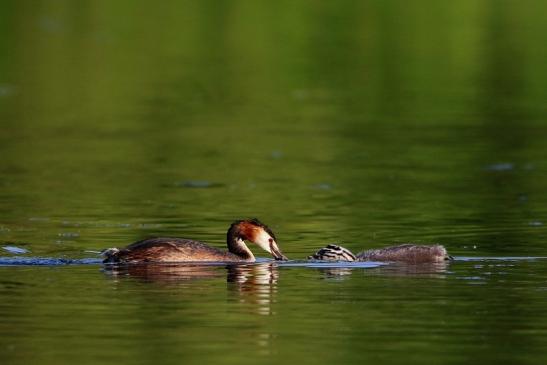 Haubentaucher - Podiceps cristatus NSG See am Goldberg Heusenstamm 2016