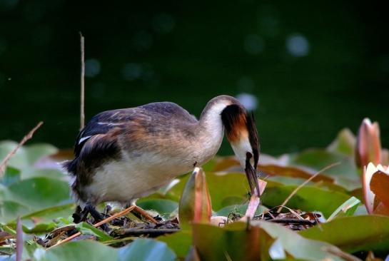 Haubentaucher - Podiceps cristatus NSG See am Goldberg Heusenstamm 2016