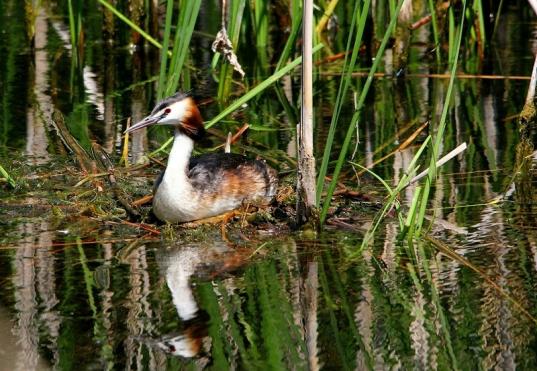 Haubentaucher - Podiceps cristatus NSG See am Goldberg Heusenstamm 2015