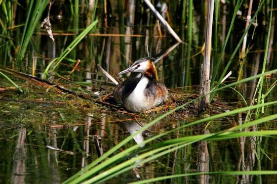 Haubentaucher - Podiceps cristatus NSG See am Goldberg Heusenstamm 2015