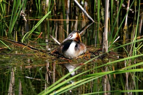 Haubentaucher - Podiceps cristatus NSG See am Goldberg Heusenstamm 2015