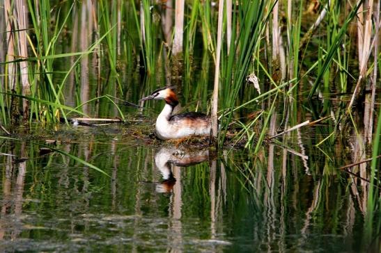 Haubentaucher - Podiceps cristatus NSG See am Goldberg Heusenstamm 2015