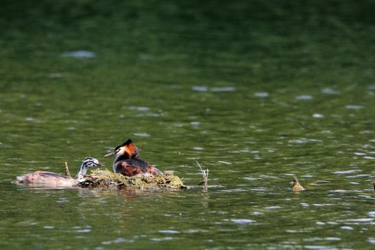 Haubentaucher - Podiceps cristatus NSG See am Goldberg Heusenstamm 2015