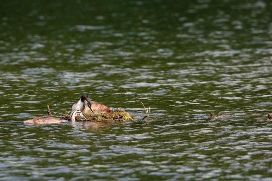 Haubentaucher - Podiceps cristatus NSG See am Goldberg Heusenstamm 2015