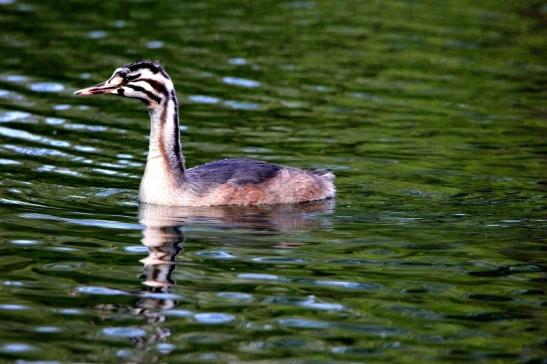 Haubentaucher - Podiceps cristatus NSG See am Goldberg Heusenstamm 2015