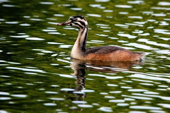 Haubentaucher - Podiceps cristatus NSG See am Goldberg Heusenstamm 2015