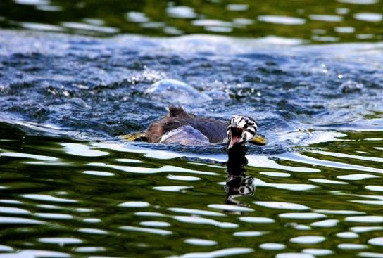 Haubentaucher - Podiceps cristatus NSG See am Goldberg Heusenstamm 2015