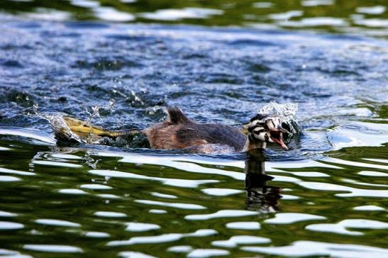 Haubentaucher - Podiceps cristatus NSG See am Goldberg Heusenstamm 2015