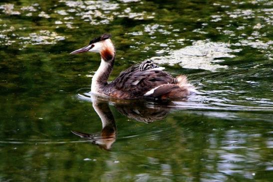 Haubentaucher - Podiceps cristatus NSG See am Goldberg Heusenstamm 2015