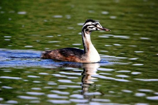 Haubentaucher - Podiceps cristatus NSG See am Goldberg Heusenstamm 2015