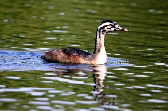 Haubentaucher - Podiceps cristatus NSG See am Goldberg Heusenstamm 2015