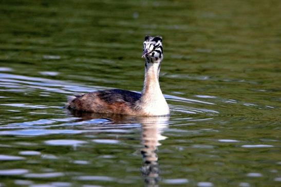 Haubentaucher - Podiceps cristatus NSG See am Goldberg Heusenstamm 2015