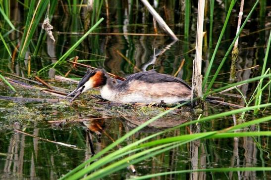 Haubentaucher - Podiceps cristatus NSG See am Goldberg Heusenstamm 2015