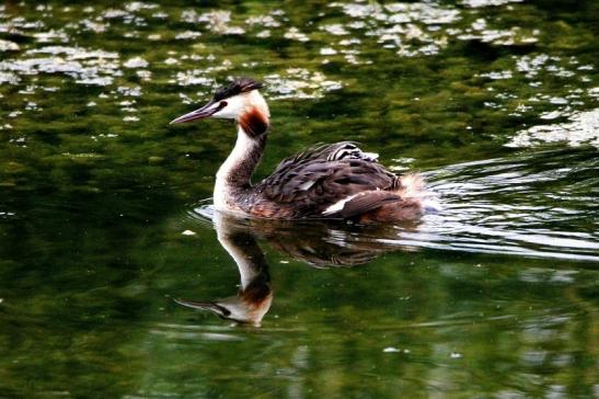 Haubentaucher - Podiceps cristatus NSG See am Goldberg Heusenstamm 2015