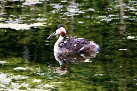 Haubentaucher - Podiceps cristatus NSG See am Goldberg Heusenstamm 2015
