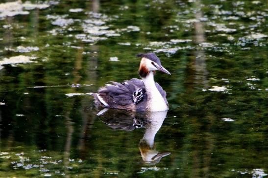 Haubentaucher - Podiceps cristatus NSG See am Goldberg Heusenstamm 2015