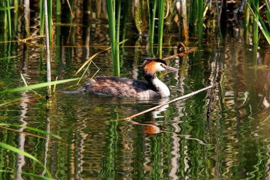 Haubentaucher - Podiceps cristatus NSG See am Goldberg Heusenstamm 2015