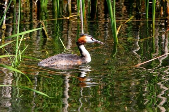 Haubentaucher - Podiceps cristatus NSG See am Goldberg Heusenstamm 2015