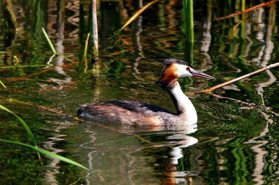 Haubentaucher - Podiceps cristatus NSG See am Goldberg Heusenstamm 2015