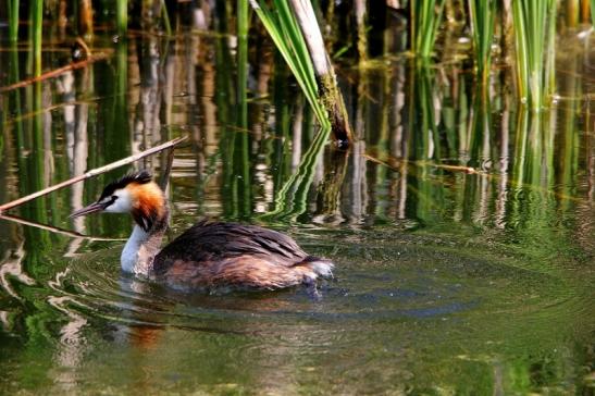 Haubentaucher - Podiceps cristatus NSG See am Goldberg Heusenstamm 2015