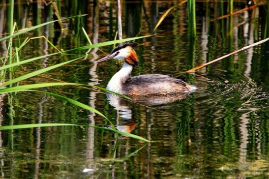 Haubentaucher - Podiceps cristatus NSG See am Goldberg Heusenstamm 2015