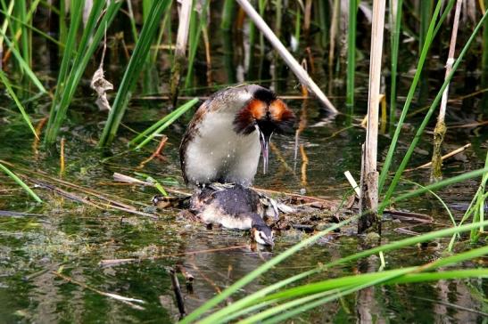 Haubentaucher - Podiceps cristatus NSG See am Goldberg Heusenstamm 2015