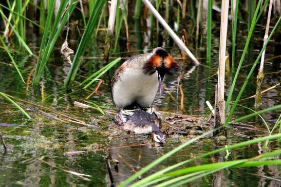 Haubentaucher - Podiceps cristatus NSG See am Goldberg Heusenstamm 2015