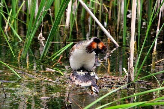 Haubentaucher - Podiceps cristatus NSG See am Goldberg Heusenstamm 2015