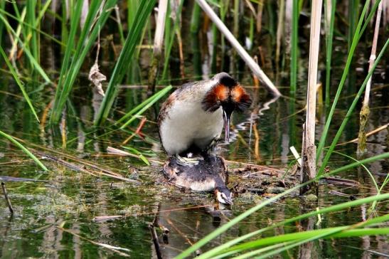 Haubentaucher - Podiceps cristatus NSG See am Goldberg Heusenstamm 2015