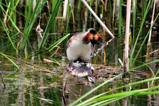 Haubentaucher - Podiceps cristatus NSG See am Goldberg Heusenstamm 2015