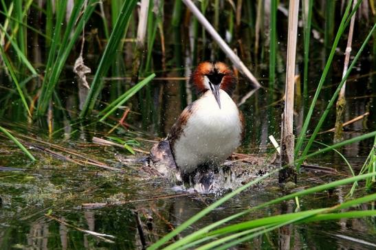 Haubentaucher - Podiceps cristatus NSG See am Goldberg Heusenstamm 2015