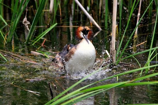 Haubentaucher - Podiceps cristatus NSG See am Goldberg Heusenstamm 2015