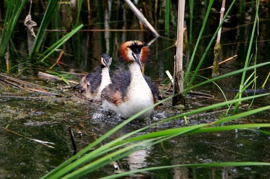 Haubentaucher - Podiceps cristatus NSG See am Goldberg Heusenstamm 2015